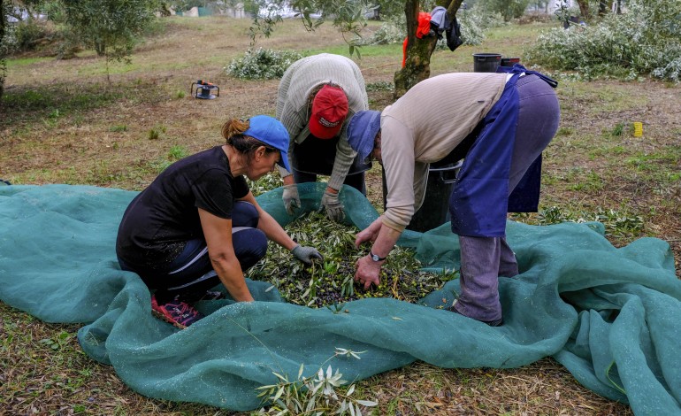 olivais-cheios-de-azeitona-e-pouca-mao-de-obra-para-a-colher