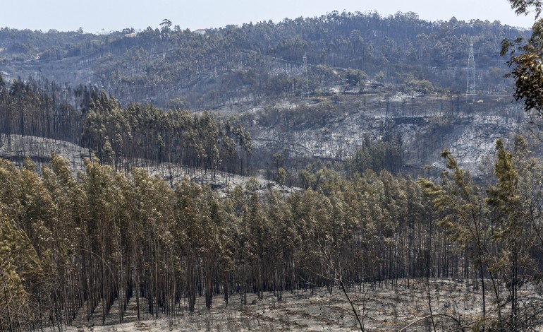 incendios-camara-de-pombal-pede-medidas-de-apoio-ageis-e-pouco-burocraticas-para-vitimas