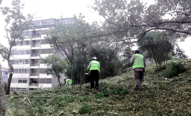 moradores-dos-capuchos-denunciam-desmatacao-de-flora-autoctone-no-bairro-a-gnr-7259