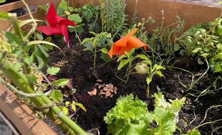 alunos-de-porto-de-mos-voltam-a-por-as-maos-na-terra