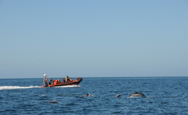 golfinhos-moram-no-rio-sado-mas-jantam-ao-largo-da-nazare