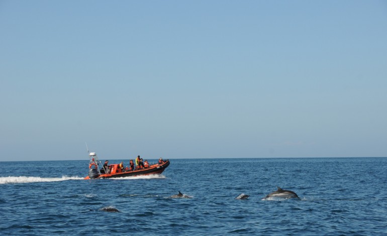 golfinhos-moram-no-rio-sado-mas-jantam-ao-largo-da-nazare