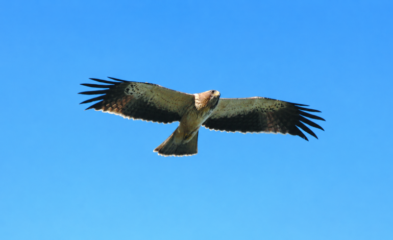 al-baiaz-promove-palestra-sobre-aves-do-norte-do-distrito