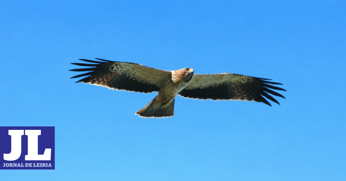 Talk "The Birds of Leiria District"
