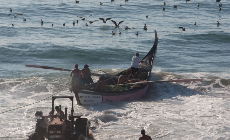 ongs-defendem-urgencia-em-aumentar-stock-da-sardinha-acima-dos-limites-de-seguranca-8035