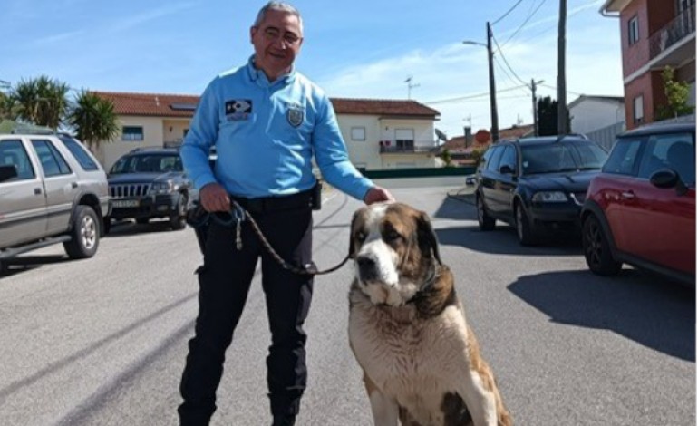 brigada-de-proteccao-ambiental-de-leiria-recolheu-cao-de-grande-porte