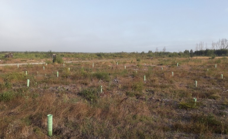 devia-ser-zona-limpa-mas-recebeu-uma-plantacao-de-sobreiros-o-estranho-caso-do-aceiro-exterior-no-pinhal-de-leiria-que-e-invadido-por-um-campo-de-futebol