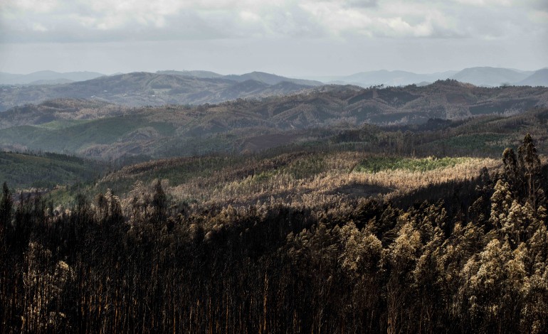 pedrogao-grande-associacao-fenix-pediu-nulidade-de-relatorio-sobre-incendios-tribunal-indeferiu-accao