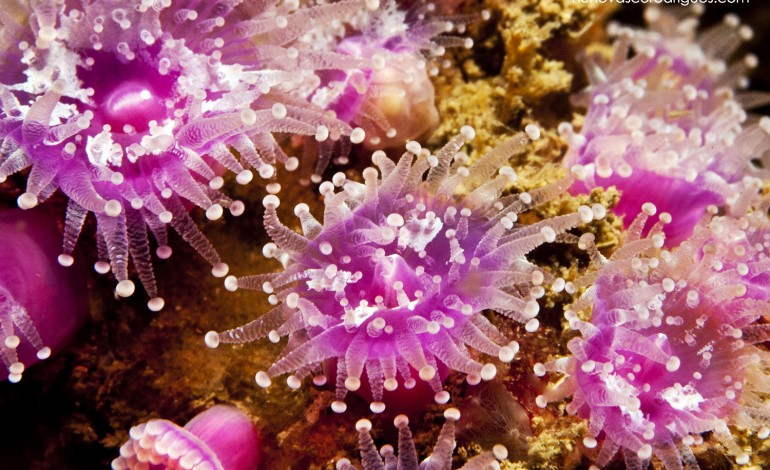 Corais das Berlengas