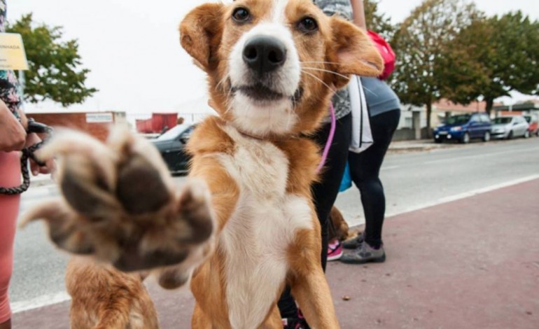 associacao-de-animais-presa-por-ter-cao-e-presa-por-nao-ter-3433