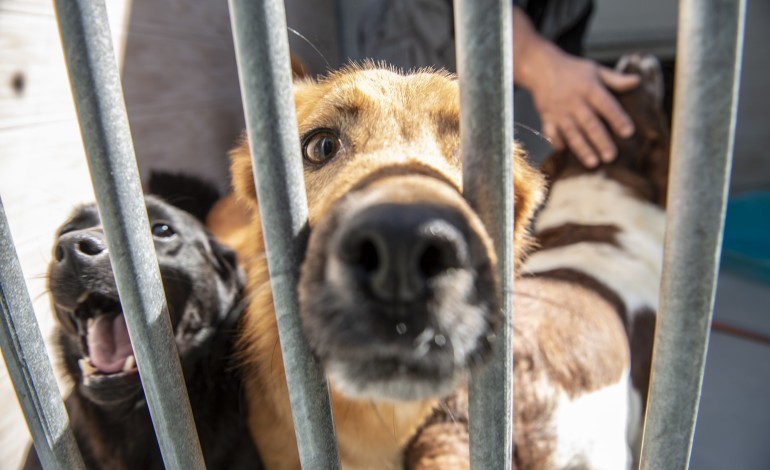 associacao-protectora-de-animais-pede-ajuda-para-ajudar-diz-se-a-sufocar