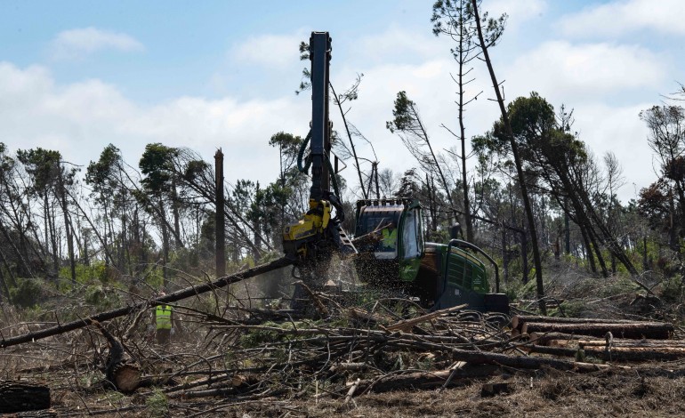 incendios-prazo-para-limpar-terrenos-termina-terca-feira-proprietarios-pedem-tolerancia