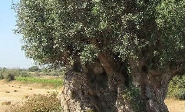 oliveira-milenar-destruida-na-freguesia-de-turquel
