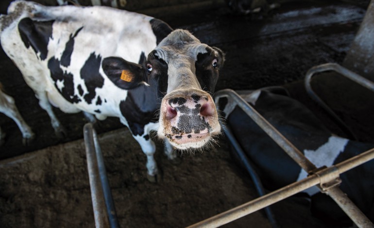produtores-de-leite-desafiam-cadeias-de-distribuicao-a-pagar-melhor