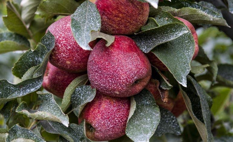 politecnico-de-leiria-estuda-alternativas-sustentaveis-para-substituir-pesticidas-na-producao-de-pera-e-maca