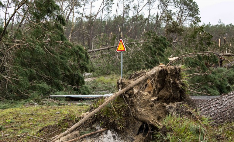 produtores-florestais-enfrentam-perdas-totais-e-queda-acentuada-dos-precos