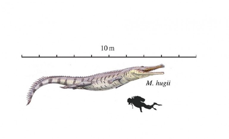 Representação do Machimosaurus hugiio, o crocodilo mais comprido do Jurássico, com 10 metros. Imagem cedida por Anabela Quintela Veiga
