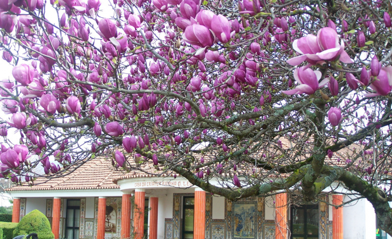 Magnólia do jardim da Casa da Criança em Castanheira de Pera