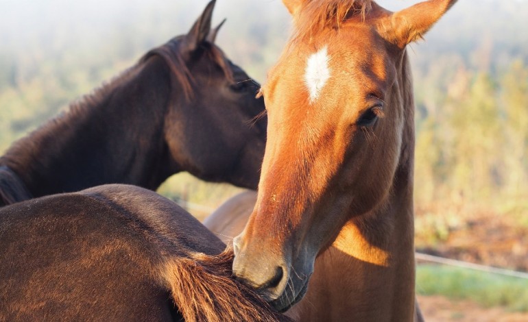 marinha-grande-comecou-a-recensear-cavalos