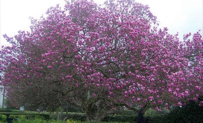 Magnólia localiza-se no Jardim da Casa da Criança Rainha Dona Leonor