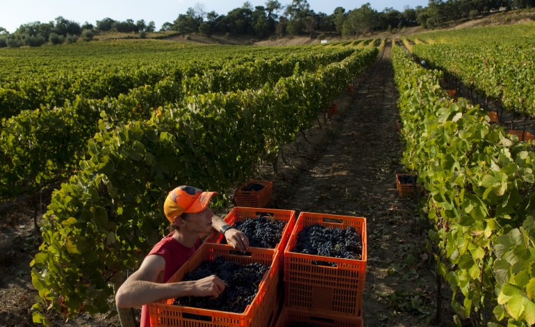 uvas-gordas-e-mais-7percent-de-producao-marcam-o-arranque-da-vindima-na-regiao