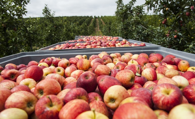 falta-de-ponte-no-rio-areia-pode-inviabilizar-colheita-de-100-toneladas-de-fruta