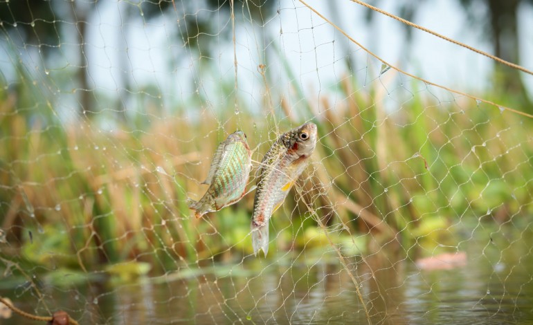 politecnico-de-leiria-investiga-melhoria-da-saude-e-bem-estar-dos-animais-aquaticos