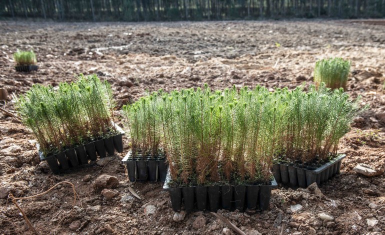pinhal-de-leiria-ja-foram-plantadas-quase-21-milhoes-de-arvores-mas-ainda-faltam-62-milhoes