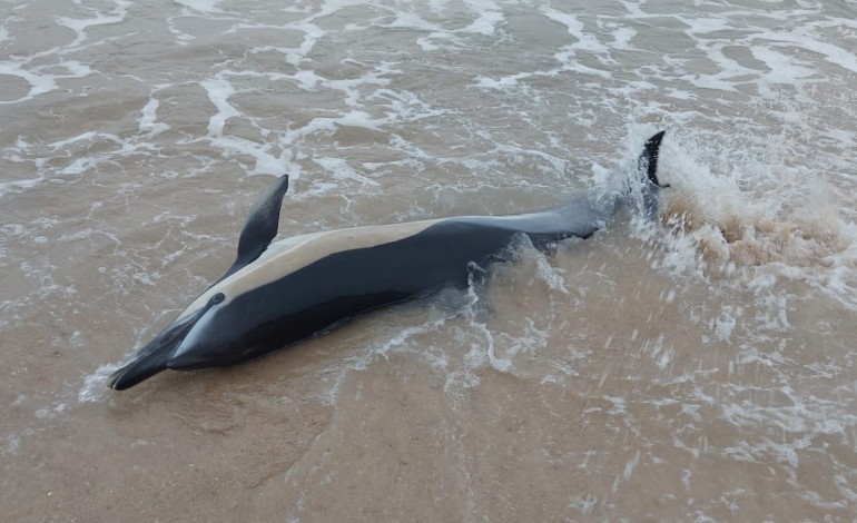 golfinho-da-a-costa-na-praia-de-paredes-da-vitoria-onde-acaba-por-morrer