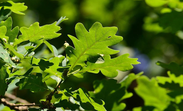 free-trees-for-portugal-planta-110-mil-arvores-autoctones-para-ajudar-a-combater-a-seca-e-alteracao-climatica