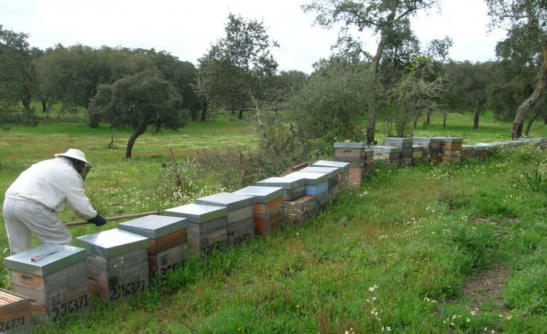 capemel-a-organizacao-de-produtores-que-junta-50-apicultores-7127