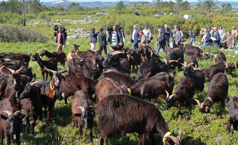 Ministros da Agricultura e do Ambiente foram a Porto de Mós anunciar um programa de apoio ao pastoreio