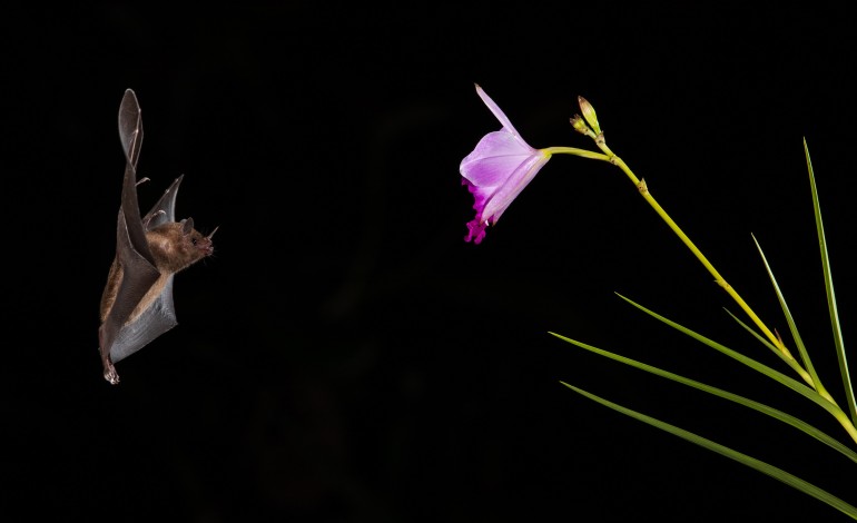 paul-da-tornada-explica-a-vida-dos-morcegos-e-das-borboletas-nocturnas