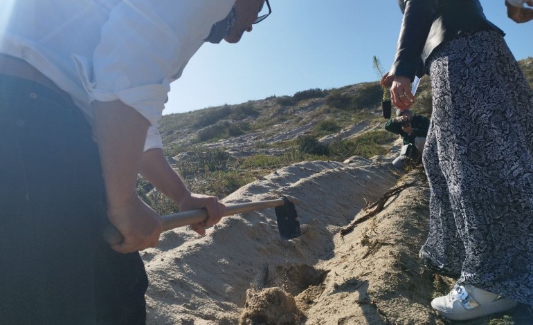 Pinheiros plantados servirão para fixar areia da duna juntoi à Praia da Vieira