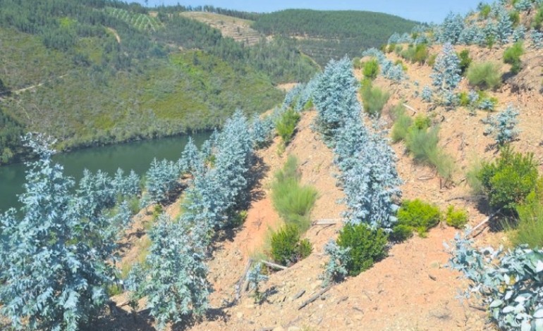 plantados-hectares-de-eucalipto-em-area-aprovada-para-medronheiro