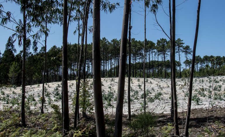 diploma-preve-mais-eucalipto-para-a-floresta-da-regiao