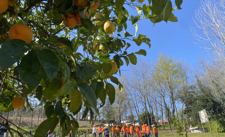 Na Citrinolâdia, é possível encontrar clementinas, limões, laranjas, tangerinas, yuzu, pomelos e até bonsais de citrinos
