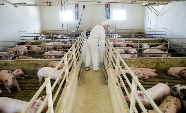 suinicultores-vao-castrar-porcos-para-diferenciar-carne-e-dar-lhe-qualidade-de-excelencia-5134
