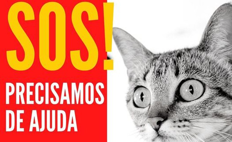 protectora-de-animais-da-marinha-grande-pede-ajuda-nas-redes-sociais