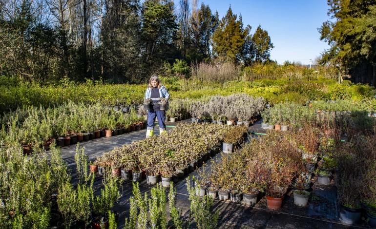 Horto municipal de Leiria produz plantas para espaços verdes do concelho