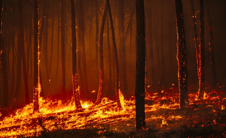 incendio-na-caranguejeira-obriga-a-forte-mobilizacao-de-meios-em-actualizacao