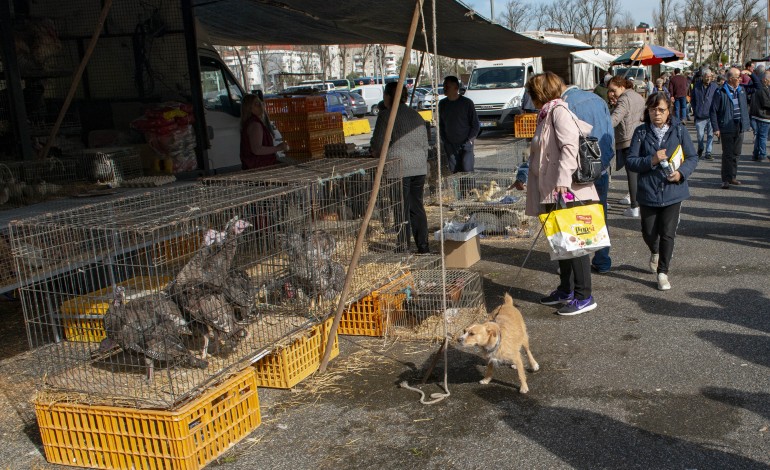 Nem só de roupa vive a feira. Entre animais vivos, frutas e legumes, há também venda de lenha e até comes e bebes