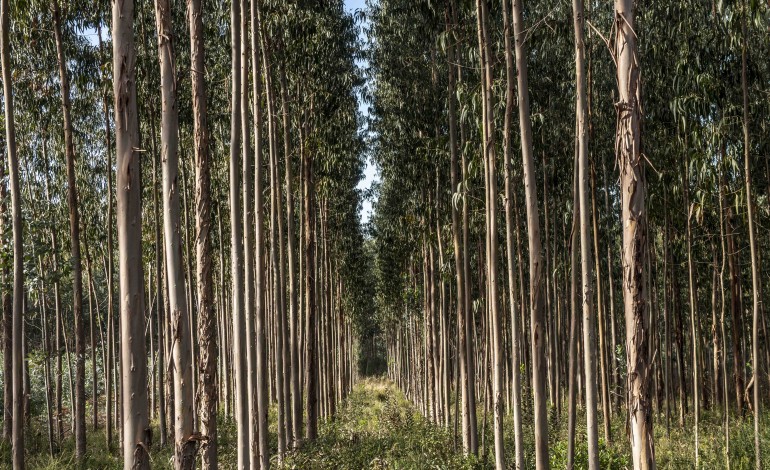 produtores-florestais-tem-encontro-marcado-em-alcobaca-para-abordar-programa-limpa-e-aduba