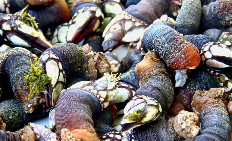 comite-vai-gerir-apanha-de-percebes-das-berlengas