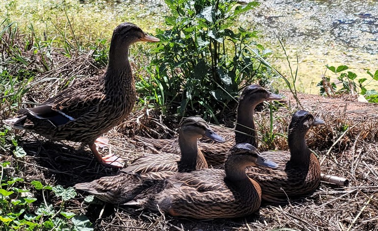 dos-cinco-patos-libertados-ontem-pela-junta-de-a-dos-francos-ja-alguem-apanhou-tres