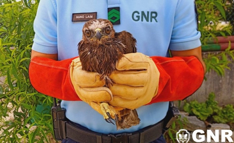 gnr-recolhe-aguia-de-asa-redonda-em-pombal