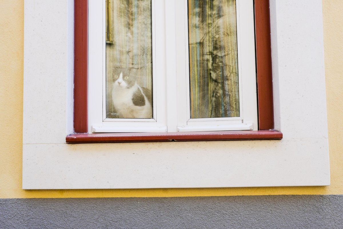 um-gato-no-centro-historico-leiria-2021