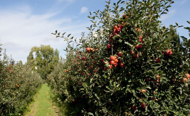 produtores-de-maca-de-alcobaca-querem-mini-alqueva-no-oeste-8234