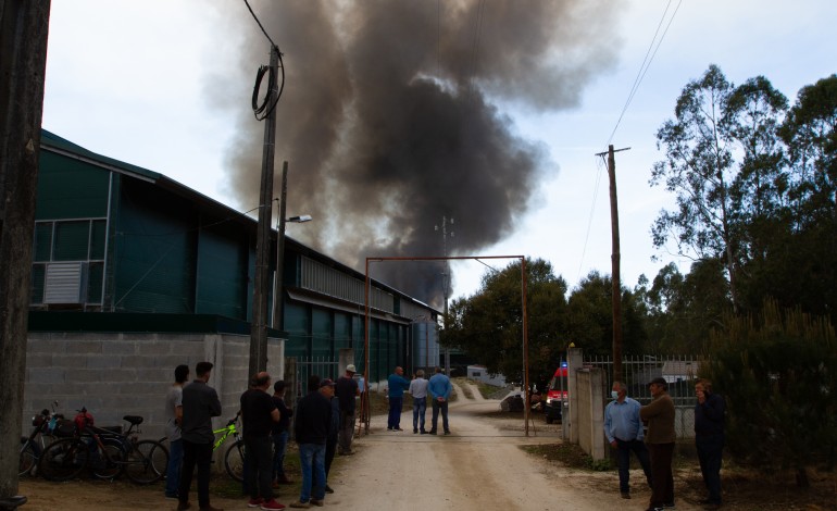 Fogo terá matado mais de 120 mil frangos