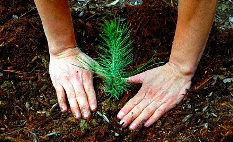 assimagra-planta-pinheiros-para-assinalar-fim-de-reconversao-ambiental-de-aterro-no-juncal